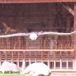 Sortie Les Aigles du Léman