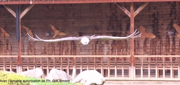 Sortie Les Aigles du Léman