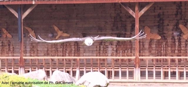 Sortie Les Aigles du Léman